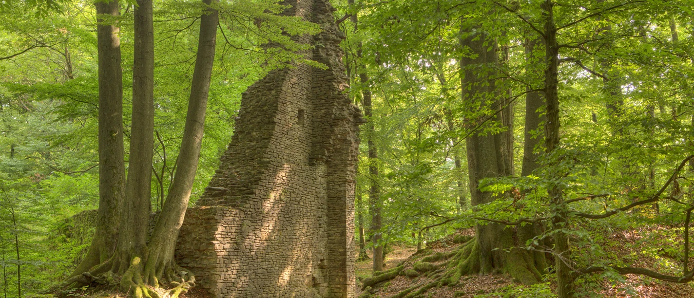 Lindlar - Scheel Burgruine Neuenberg Ruine einer alten Steinmauer mitten in einem dichten, grünen Wald mit hohem Baumbestand.