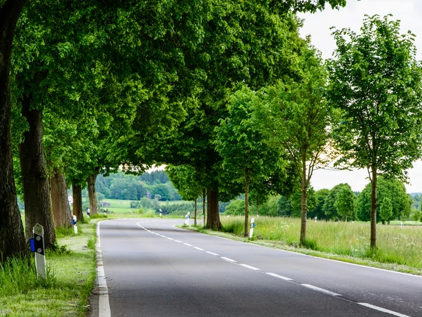 Talsperren-Route Landstraße mit Bäumen an beiden Seiten, die sich in einer grünen Landschaft schlängelt.
