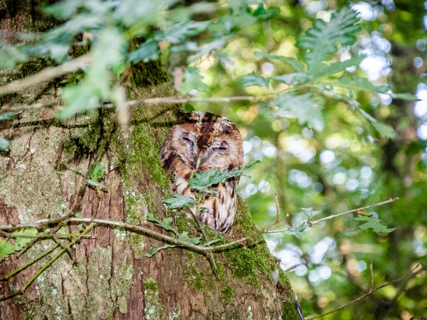 Käuzchen Gut getarnter Waldkauz ruht tagsüber an einem bemoosten Baumstamm, umgeben von dichtem Laubwerk.