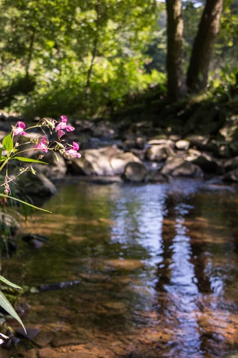 Bachlauf im Naturpark Münden