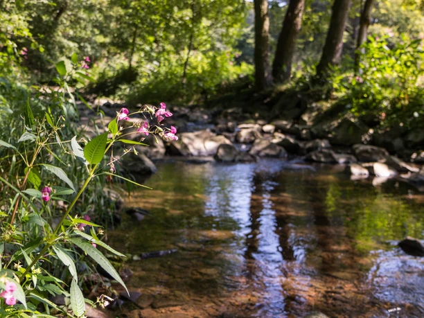 Beek in het natuurpark Münden