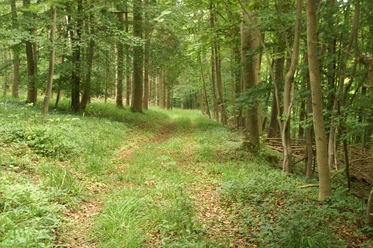Auf naturbelassenem Pfad geht es durch den Wald KONICA MINOLTA DIGITAL CAMERA