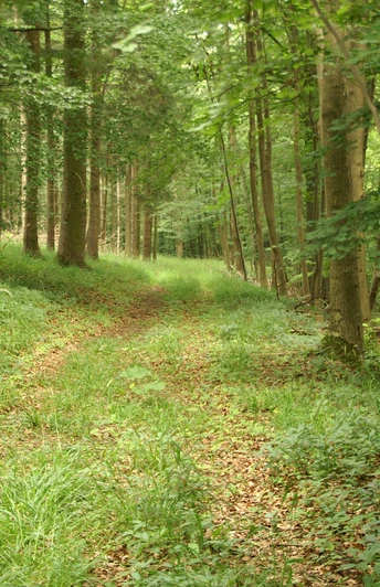 Auf naturbelassenem Pfad geht es durch den Wald KONICA MINOLTA DIGITAL CAMERA