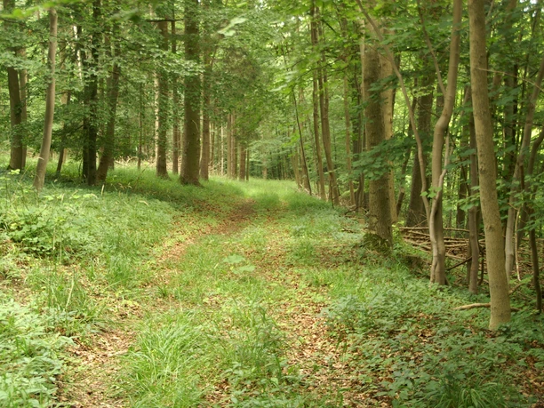 Auf naturbelassenem Pfad geht es durch den Wald KONICA MINOLTA DIGITAL CAMERA