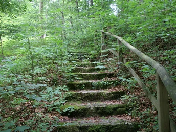 Über alte Steinstufen führt der Pfad hinauf in den Wald KONICA MINOLTA DIGITAL CAMERA