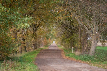 Baumgesäumter Weg durch herbstlichen Wald mit buntem Laub und leicht bewölktem Himmel im Hintergrund.