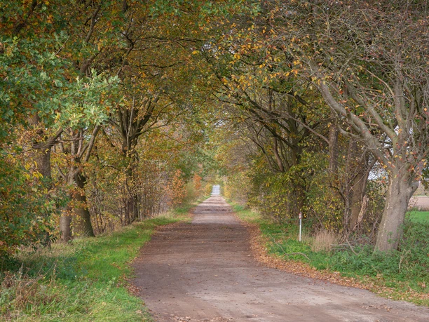 Emslandlager Dalum Baumgesäumter Weg durch herbstlichen Wald mit buntem Laub und leicht bewölktem Himmel im Hintergrund.