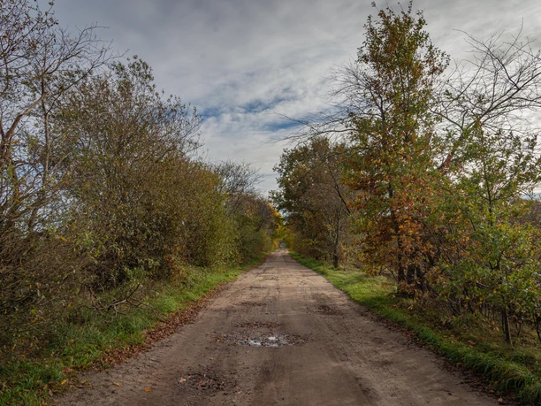 Emslandlager Dalum Breiter Sandweg zwischen herbstlich gefärbten Bäumen unter leicht bewölktem Himmel im Moorgebiet.