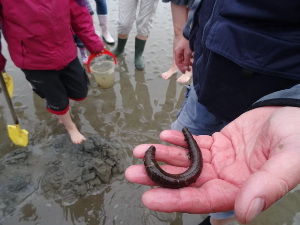 Nationalpark-Haus Wurster Nordseeküste Junior Rangers
