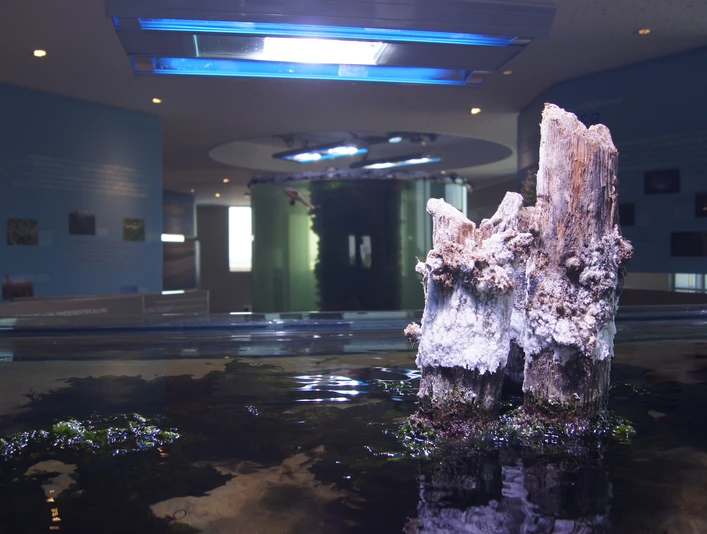 Nationalpark-Haus Wurster Nordseeküste Ausstellung SONY DSC SONY DSCSONY DSCSONY DSC