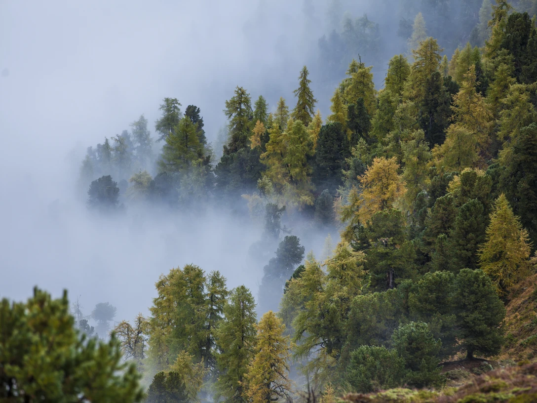 Aletschwald im Nebel Aletschwald im Nebel