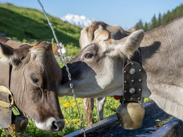 Alpaufzug auf der Bettmeralp