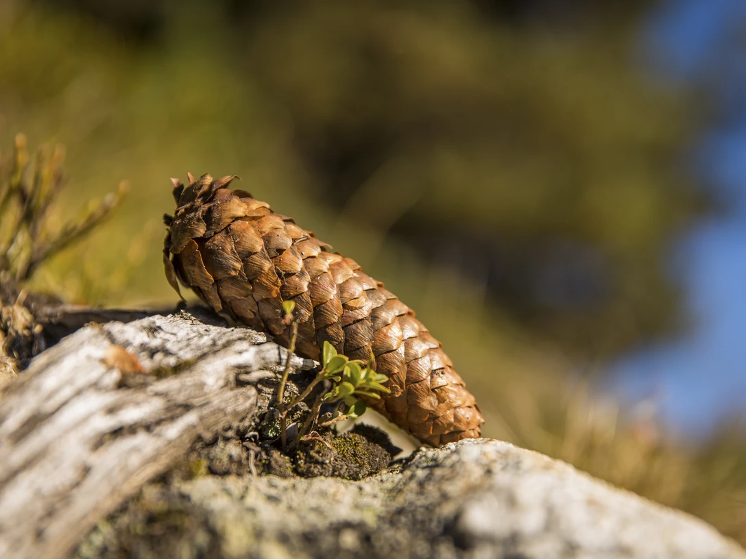Tannenzapfen Tannenzapfen