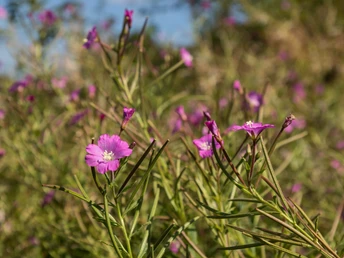 Blumen im Naturpark Münden