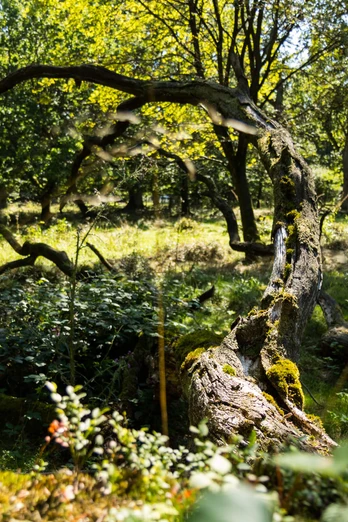 Naturpark Münden, WaldMünden Nature Park, ForestMünden Naturpark, skovNatuurpark Münden, Bos