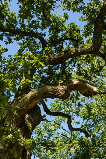Naturpark Münden, BaumMünden Nature Park, treeMünden Naturpark, træNatuurpark Münden, boom