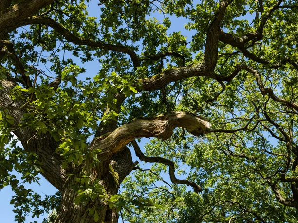 Naturpark Münden, Baum Münden Nature Park, tree