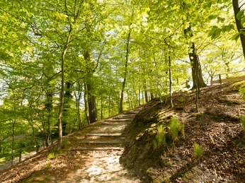 Elmendorfer Burg Ein sonnendurchfluteter Waldweg mit grünen Bäumen und malerischen Licht- und Schattenmustern.