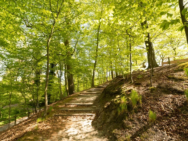 Elmendorfer Burg Ein sonnendurchfluteter Waldweg mit grünen Bäumen und malerischen Licht- und Schattenmustern.