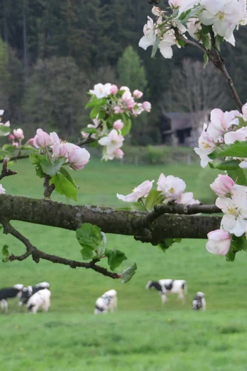 Obstblüte im Naturpark Münden Obstblüte im Naturpark Münden