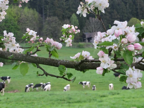 Obstblüte im Naturpark Münden Obstblüte im Naturpark Münden