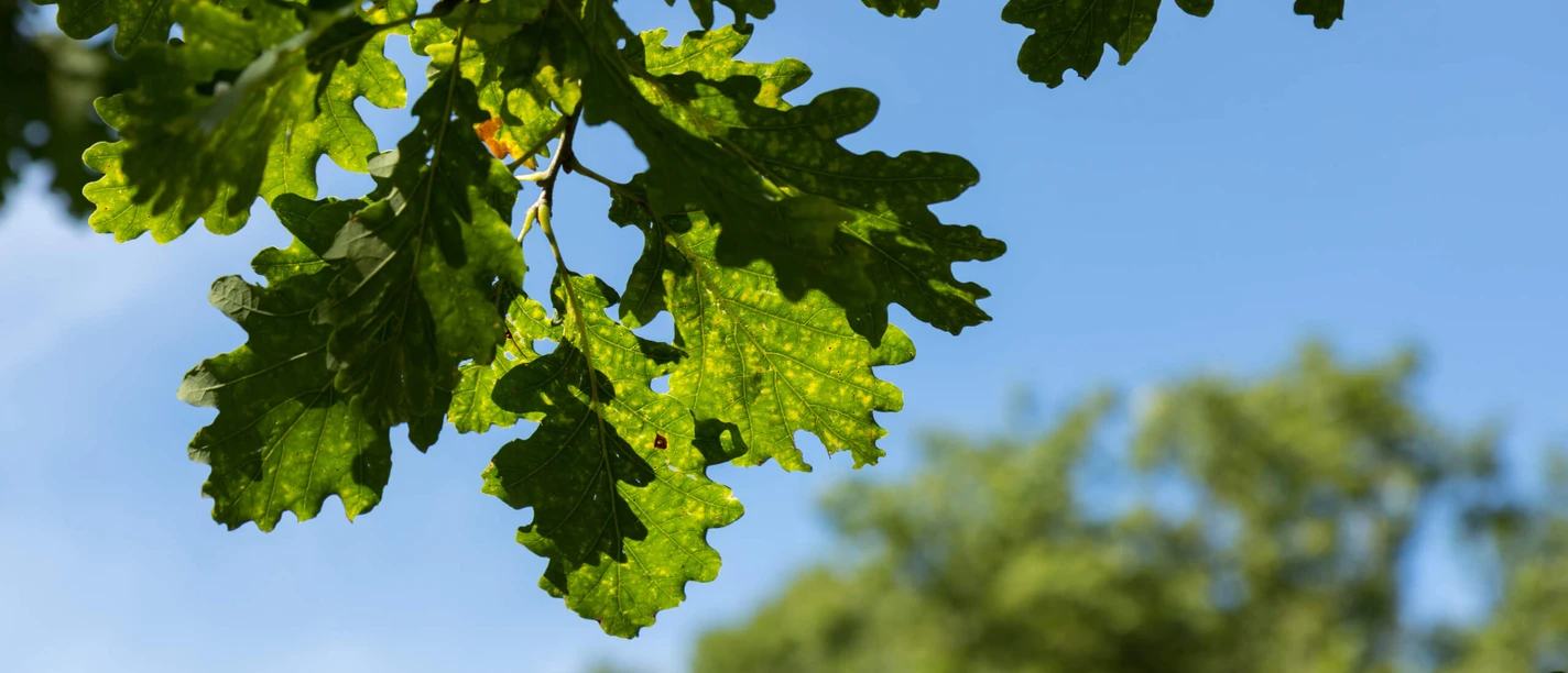 Blatt, Naturpark Münden Blatt, Naturpark Münden