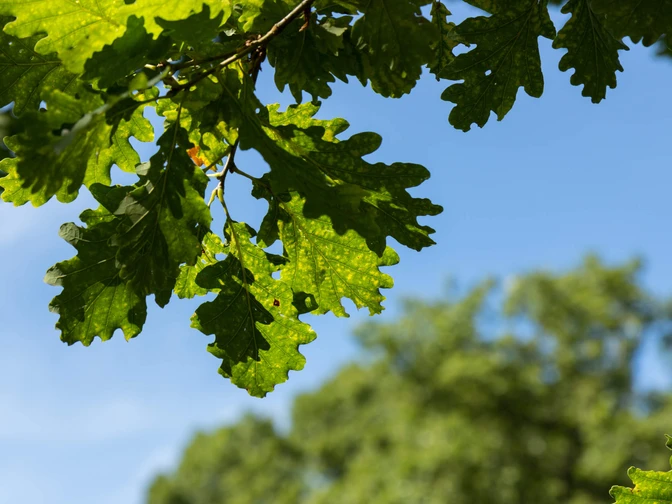 Blatt, Naturpark Münden Blatt, Naturpark Münden