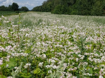 Buchweizenkultur
