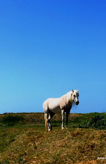 Expedition Uthlande-SylterOsten_Tinnumburg©NatalieEckelt