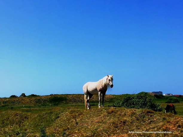 Expedition Uthlande-SylterOsten_Tinnumburg©NatalieEckelt