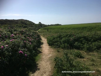 Expedition Uthlande-SylterOsten_Dünenweg©NatalieEckelt