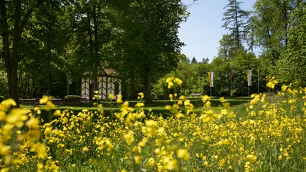 Gelbe Blumenwiese vor einer kleinen Kapelle im Wald, umgeben von hohen Bäumen, unter blauem Himmel.