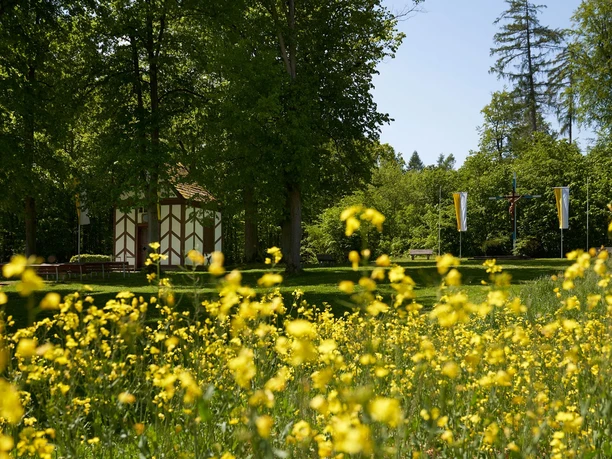 Gelbe Blumenwiese vor einer kleinen Kapelle im Wald, umgeben von hohen Bäumen, unter blauem Himmel.