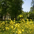 Marienkapelle bei Riesel Gelbe Blumenwiese vor einer kleinen Kapelle im Wald, umgeben von hohen Bäumen, unter blauem Himmel.