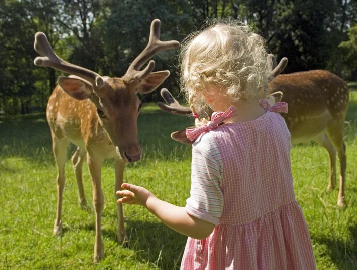 Kleines Mädchen füttert zwei Rehe am Wildgehege in Bad Driburg.