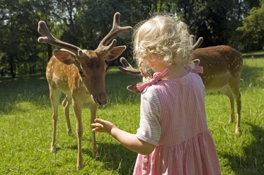 Tiere füttern am Wildgehege Kleines Mädchen füttert zwei Rehe am Wildgehege in Bad Driburg.