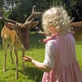 Tiere füttern am Wildgehege Kleines Mädchen füttert zwei Rehe am Wildgehege in Bad Driburg.