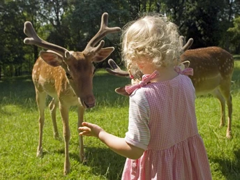 Tiere füttern am Wildgehege Kleines Mädchen füttert zwei Rehe am Wildgehege in Bad Driburg.
