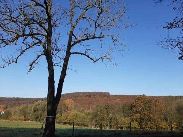 Elm Lappwald_Lina Krause_nördliches Harzvorland.jpg Elm Lappwald_Lina Krause_nördliches Harzvorland.jpg