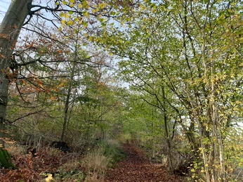 Elm Lappwald_Lina Krause_nördliches Harzvorland.jpg Elm Lappwald_Lina Krause_nördliches Harzvorland.jpg