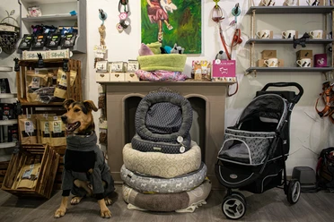 Alles für und mit Hund gibt es bei Hundegeschichten