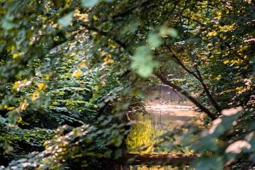 Bäckerwall mit Teich im Grüner Natur Ein ruhiger Teich, umrahmt von dichtem, grünem Laub, das sich im sanft beleuchteten Wasser spiegelt.