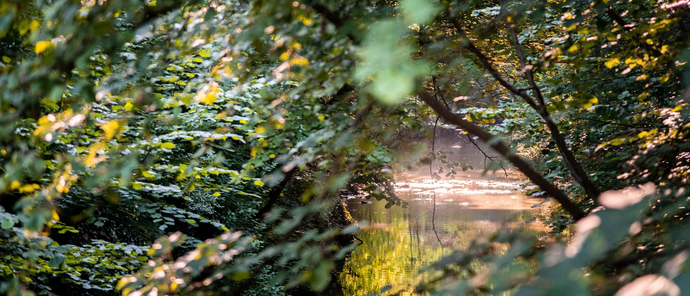 A tranquil pond, framed by dense green foliage that is reflected in the softly lit water.