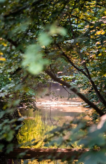 Bäckerwall mit Teich im Grüner Natur Sonnenlicht spiegelt sich auf einem Teich, umgeben von dichtem Laub grüner Bäume am Bäckerwall.