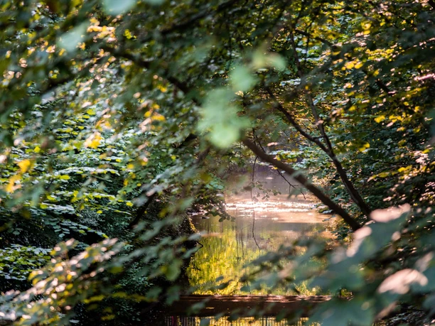 Bäckerwall mit Teich im Grüner Natur Ein ruhiger Teich, umrahmt von dichtem, grünem Laub, das sich im sanft beleuchteten Wasser spiegelt.