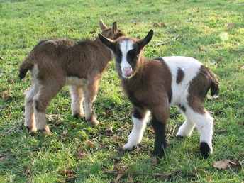 image Zwei junge Ziegen stehen auf einer grünen Wiese; eine schaut direkt in die Kamera, die andere steht seitlich.
