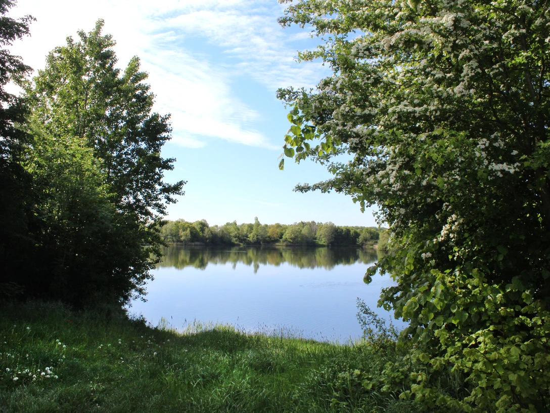Ein stiller See mit umgebender Grünfläche und klarem Himmel, eingerahmt von dichtem Laubwerk.