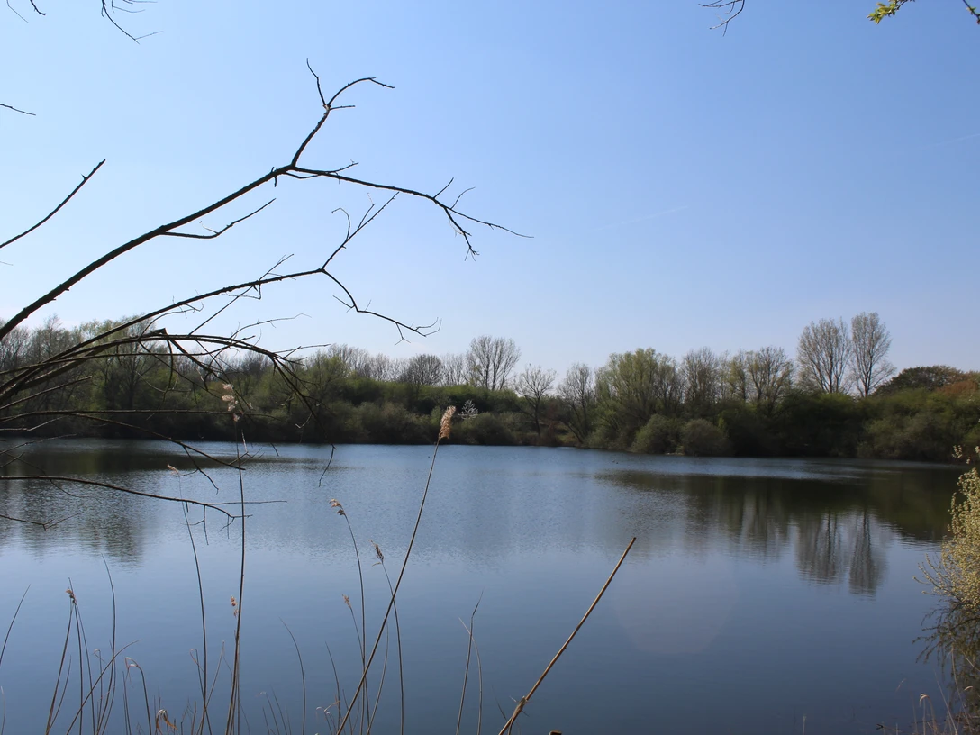 Badesee Die Rolle Nienburg Ruhiger Badesee umgeben von Bäumen, reflektiert den blauen Himmel, mit Schilf im Vordergrund.