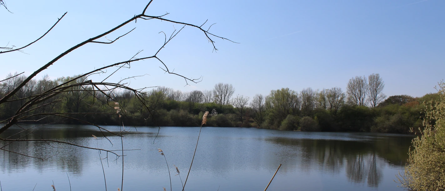 Badesee Die Rolle Nienburg Ruhiger Badesee umgeben von Bäumen, reflektiert den blauen Himmel, mit Schilf im Vordergrund.