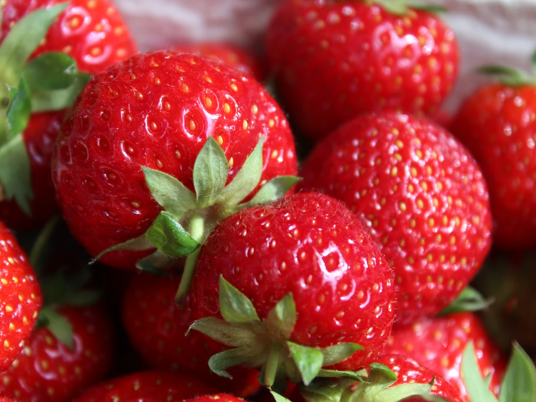 Ein Haufen leuchtend roter, frisch gepflückter Erdbeeren mit grünen Blättern auf einem weißen Hintergrund.